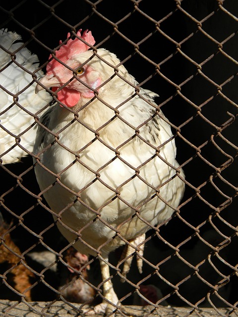 因出身而受 因出身而受